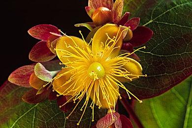 《刺客信条：影》新概念艺术图 游戏场景壮观绝美